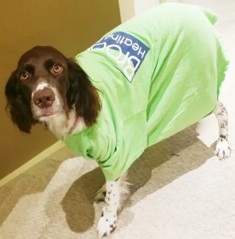Pippa the company dog wearing a Brooks Heating & Air shirt